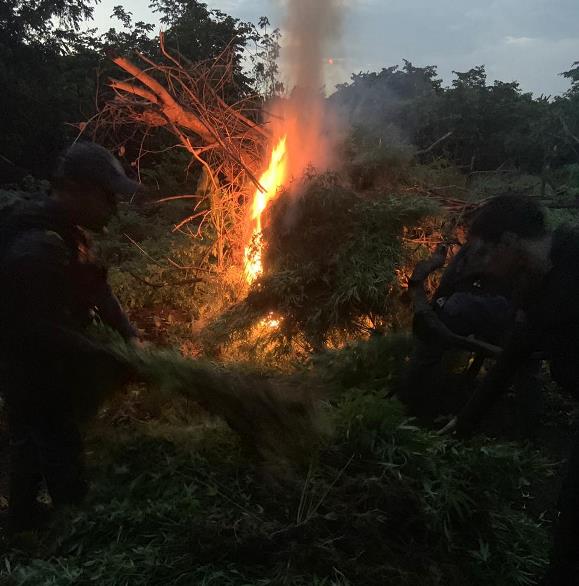 Plantação de maconha é incinerada no MA