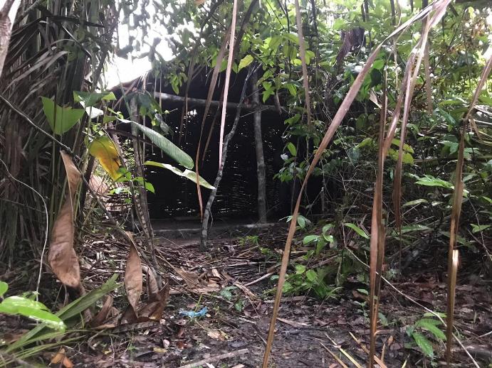 Plantação maconha em Pedro do Rosário