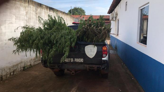 Polícia apreende plantação de maconha