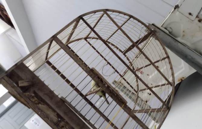 Animal silvestre apreendido