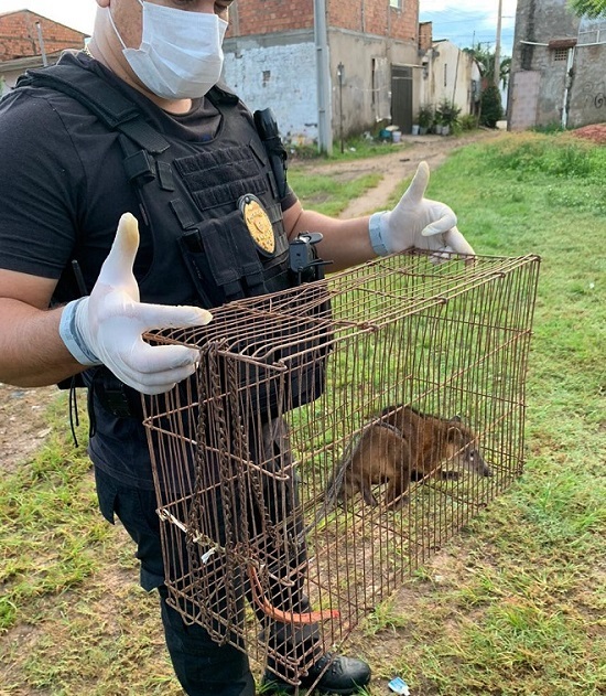Foto: Polícia Civil