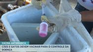 São Luís realiza Campanha Antirrábica em novembro