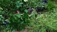 Corpo de homem é encontrado em matagal na Região Metropolitana de São Luís
