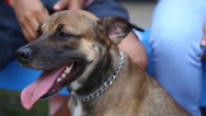 Bequimão recebe ações do Programa Mais Saúde Animal, neste sábado (18)