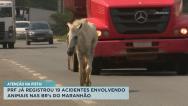 PRF já registrou 19 acidentes envolvendo animais nas BRs do Maranhão