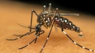 São Luís vive infestação de mosquitos; assista