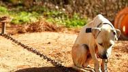 PL prevê que condomínios comuniquem casos de maus-tratos a animais