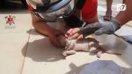 Bombeiro faz respiração boca a boca e salva filhote de gato no Distrito Federal 