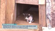 Veja dicas importantes para saúde dos animais domésticos