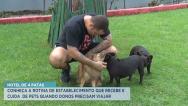 Hotéis especializados ajudam tutores no cuidado dos animais de estimação