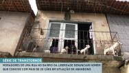 São Luís: moradores denunciam  cães em situação de abandono  no bairro da Liberdade