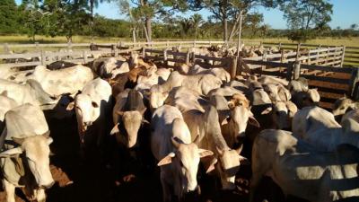 Primeira etapa de vacinação contra febre aftosa começa no sábado (1º)