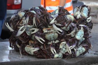 Período de defeso do caranguejo-uçá tem início na segunda (29)