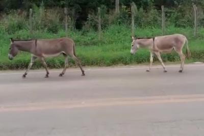 Santa Inês: animais na pista causam acidentes na MA 320