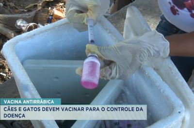 São Luís realiza Campanha Antirrábica em novembro