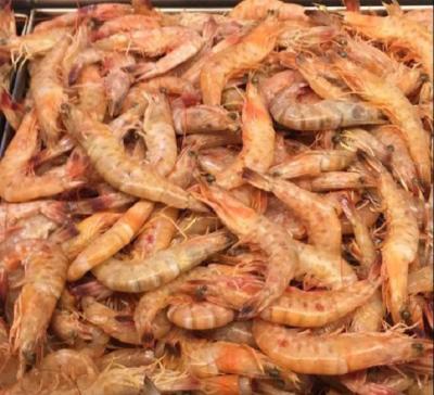 Pesca de camarões rosa, branco e sete barbas está proibida no MA