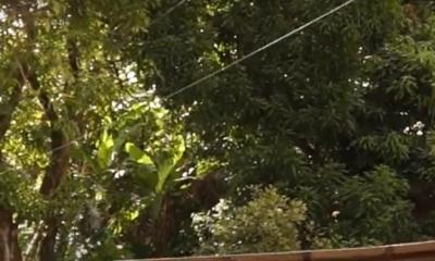 Árvore ameaça cair e põe famílias em risco; assista