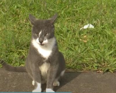 Ocorrências de maus-tratos a animais crescem em São Luís