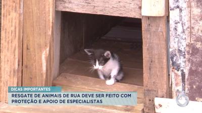 Veja dicas importantes para saúde dos animais domésticos