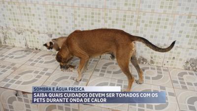  Saiba quais cuidados devem ser tomados com os pets durante onda de calor
