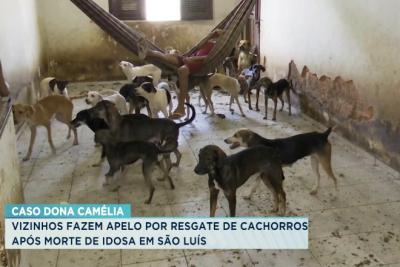 Vizinhos fazem apelo por resgate de cães após morte de idosa