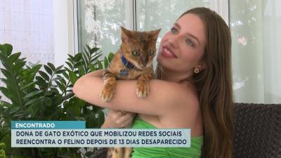 Gato exótico que estava desaparecido volta pra casa em São Luís