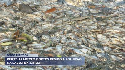 Milhares de peixes aparecem mortos devido à poluição na Lagoa da Jansen 