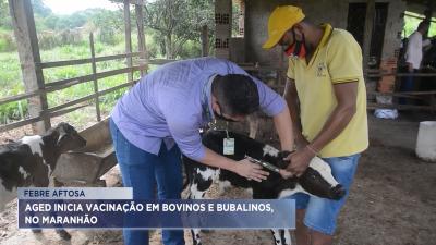 Inicia no Maranhão a vacinação contra febre aftosa em bovinos e bubalinos 
