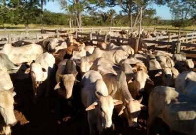  Maranhão atinge mais de 90% dos bovinos e bubalinos imunizados em 2023