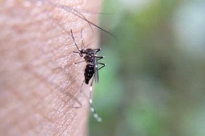 Dengue: veja medicamentos que são contraindicados no tratamento da doença